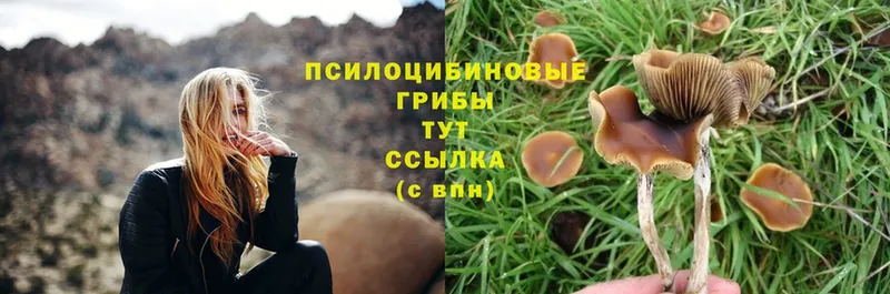 blacksprut маркетплейс  Лесосибирск  Псилоцибиновые грибы Magic Shrooms  как найти наркотики 